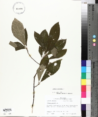 Clethra alnifolia image