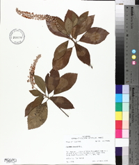 Clethra alnifolia image