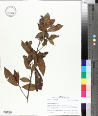 Clethra alnifolia image