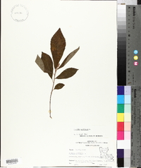 Clethra alnifolia image