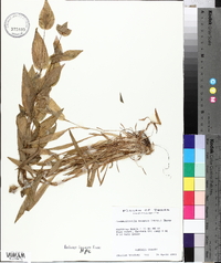 Commelinantia anomala image