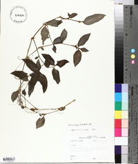 Tradescantia fluminensis image