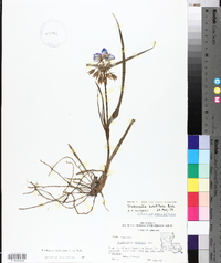 Tradescantia hirsutiflora image