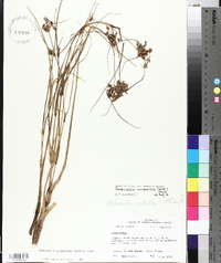 Tradescantia occidentalis image