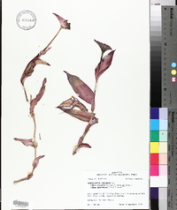 Tradescantia spathacea image