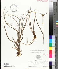 Tradescantia occidentalis image