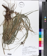 Carex cherokeensis image