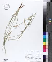 Carex cherokeensis image