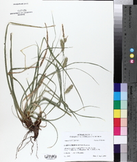 Carex cherokeensis image