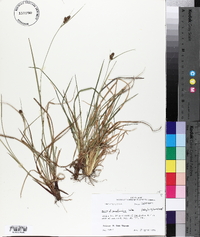 Carex caroliniana image