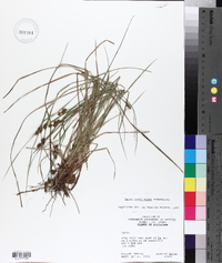 Carex caroliniana image