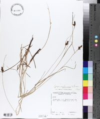 Carex caroliniana image