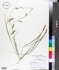 Carex cherokeensis image