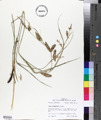 Carex cherokeensis image