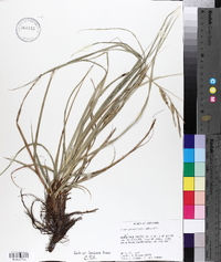 Carex cherokeensis image