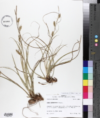 Carex cherokeensis image