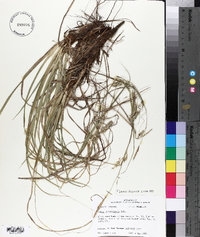 Carex cherokeensis image