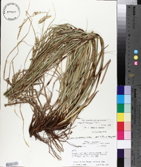 Carex cherokeensis image