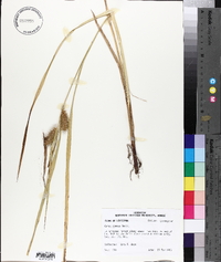 Carex comosa image