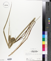 Carex comosa image