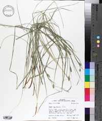 Carex cherokeensis image