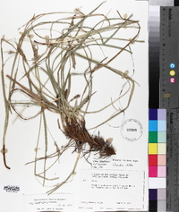 Carex cherokeensis image