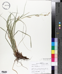 Carex cherokeensis image