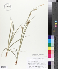 Carex cherokeensis image