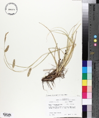 Carex cherokeensis image