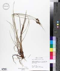 Carex complanata image