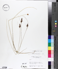 Carex complanata image