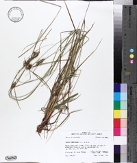 Carex complanata image