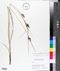 Carex complanata image