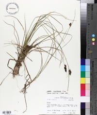 Carex complanata image