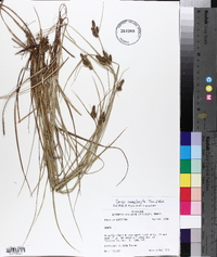 Carex complanata image