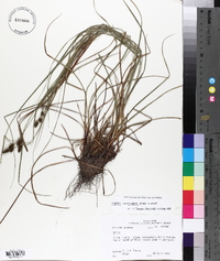 Carex complanata image