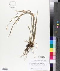 Carex crebriflora image