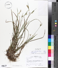 Carex crebriflora image