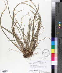 Carex crebriflora image