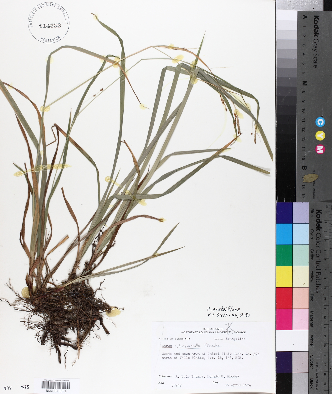 Carex crebriflora image