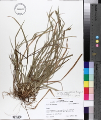 Carex crebriflora image