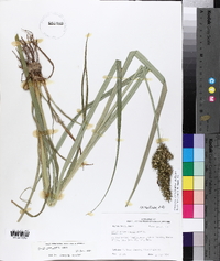 Carex crus-corvi image