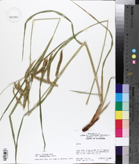 Carex crinita var. brevicrinis image