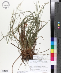 Carex debilis var. debilis image