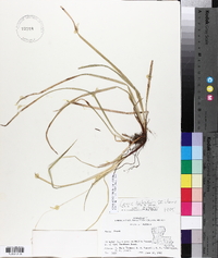 Carex debilis var. debilis image
