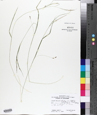 Carex debilis var. debilis image