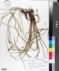 Carex debilis var. debilis image