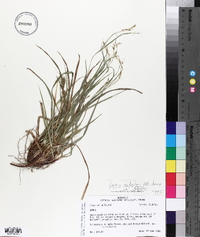 Carex debilis var. debilis image