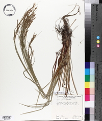 Carex debilis var. debilis image