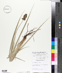 Carex crus-corvi image